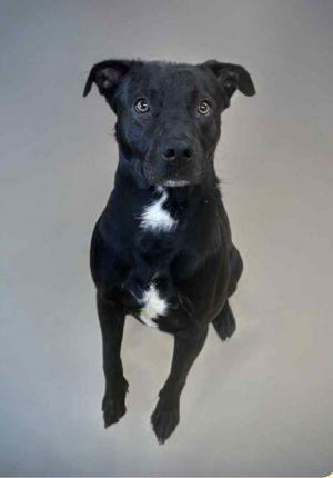 Jax, Young Male Labrador Retriever