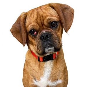 Gromit, Baby Male Pug