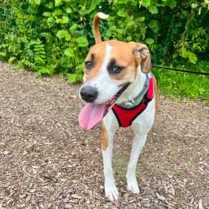 Harli, Young Female Terrier