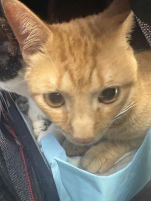 Lucky, Adult Male Domestic Short Hair