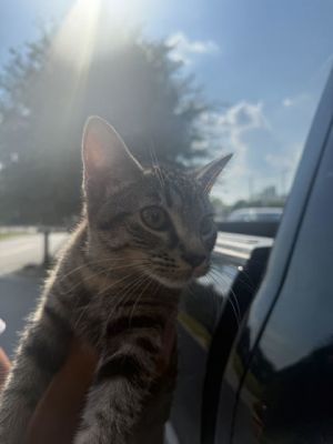 Luna Hernandez-ADOPTED SHA, Young Female Domestic Short Hair