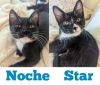 Noche photo 1