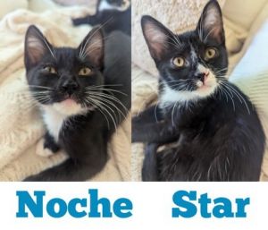 Noche, Young Female Domestic Short Hair