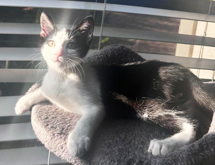 Pixel