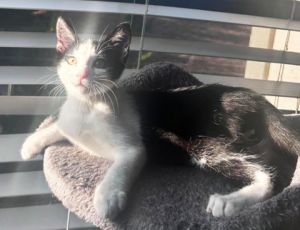 Pixel, Young Male Domestic Short Hair