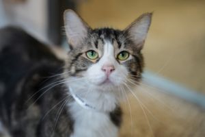 Tom, Adult Male Domestic Long Hair