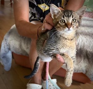Lil Bud, Baby Male Domestic Short Hair