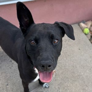 Nisha, Young Female Australian Cattle Dog / Blue Heeler