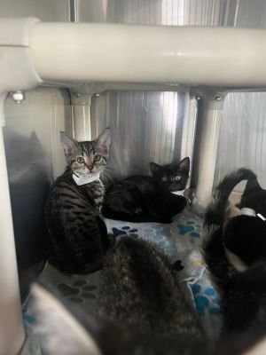 River, Baby Female Domestic Short Hair