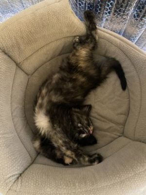 Huda, Baby Female Domestic Short Hair