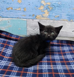 Carl, Baby Male Domestic Short Hair
