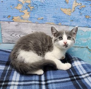 Taco, Baby Male Domestic Short Hair