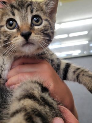 Dash, Baby Male Domestic Short Hair