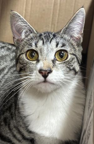 Violette, Young Female Domestic Short Hair