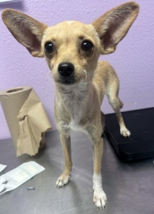 58861413, Adult Male Chihuahua