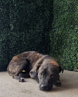 58859539, Adult Female Mixed Breed