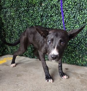 58855361, Baby Male Shepherd