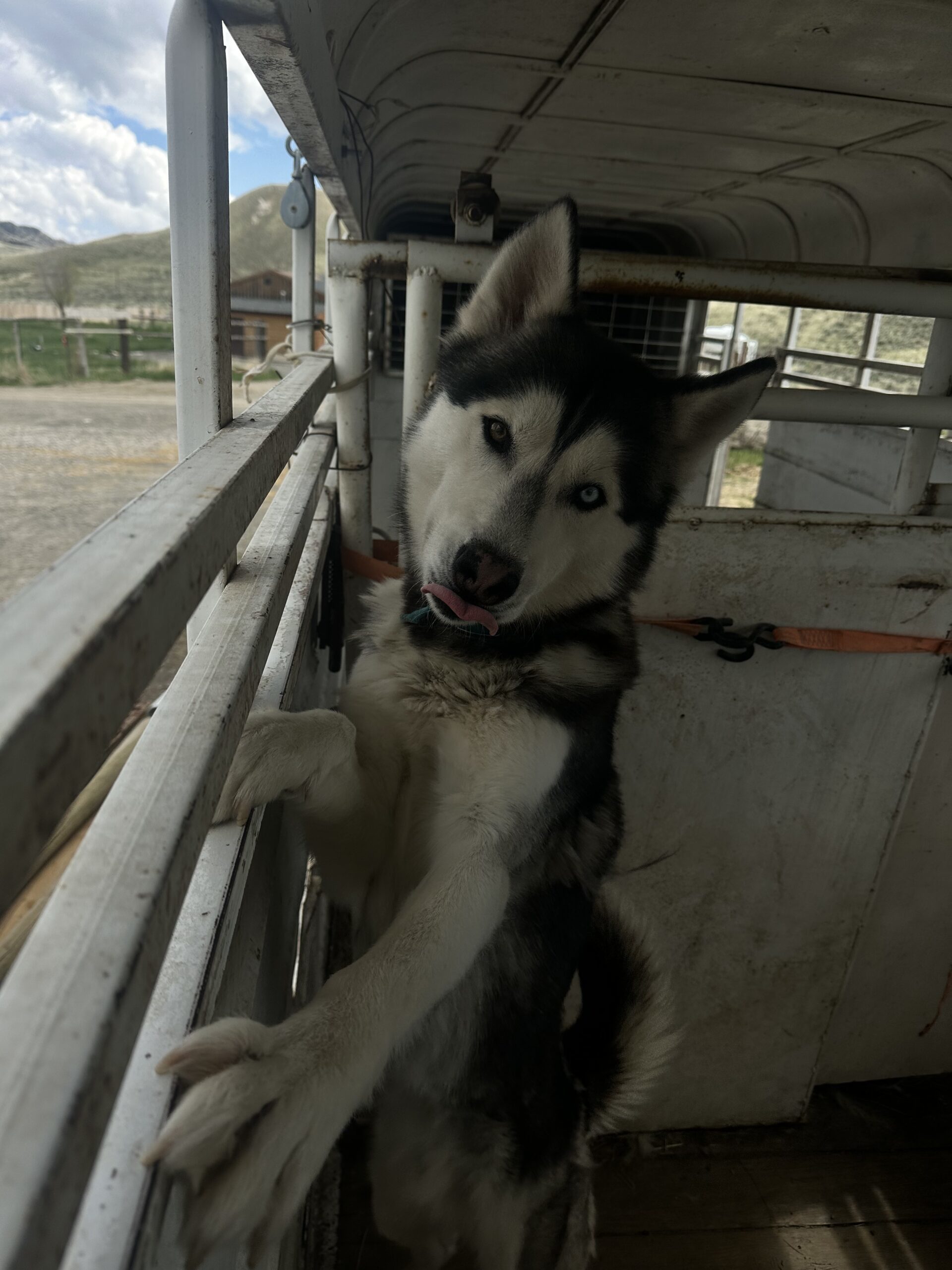 Atlas, an adoptable Husky in Cody, WY, 82414 | Photo Image 1