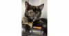 Kindle photo 1