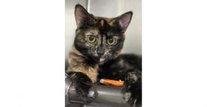 Kindle, Adult Female unknown