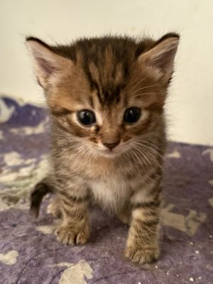 Pepper, Baby Female Domestic Short Hair