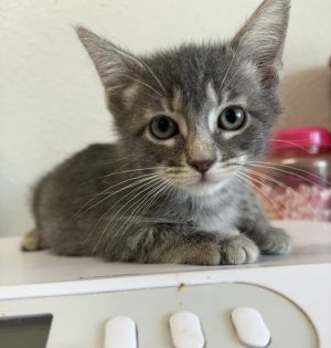 Turk, Baby Male Domestic Short Hair