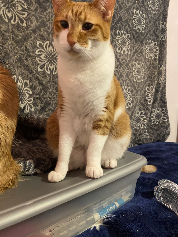 Loki, an adoptable Domestic Short Hair in Moses Lake, WA, 98837 | Photo Image 1