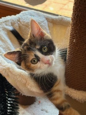 Jujube, Baby Female Domestic Short Hair