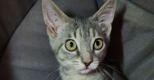 Lavender, Baby Female unknown