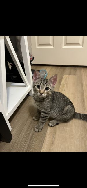 Tibbs, Baby Male unknown