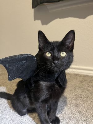 Croissant, Baby Female Domestic Short Hair