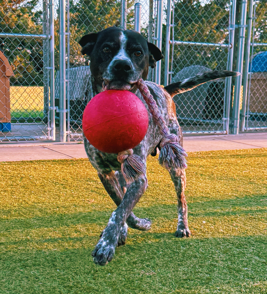 Ford, an adoptable German Shorthaired Pointer, Mixed Breed in Hays, KS, 67601 | Photo Image 1