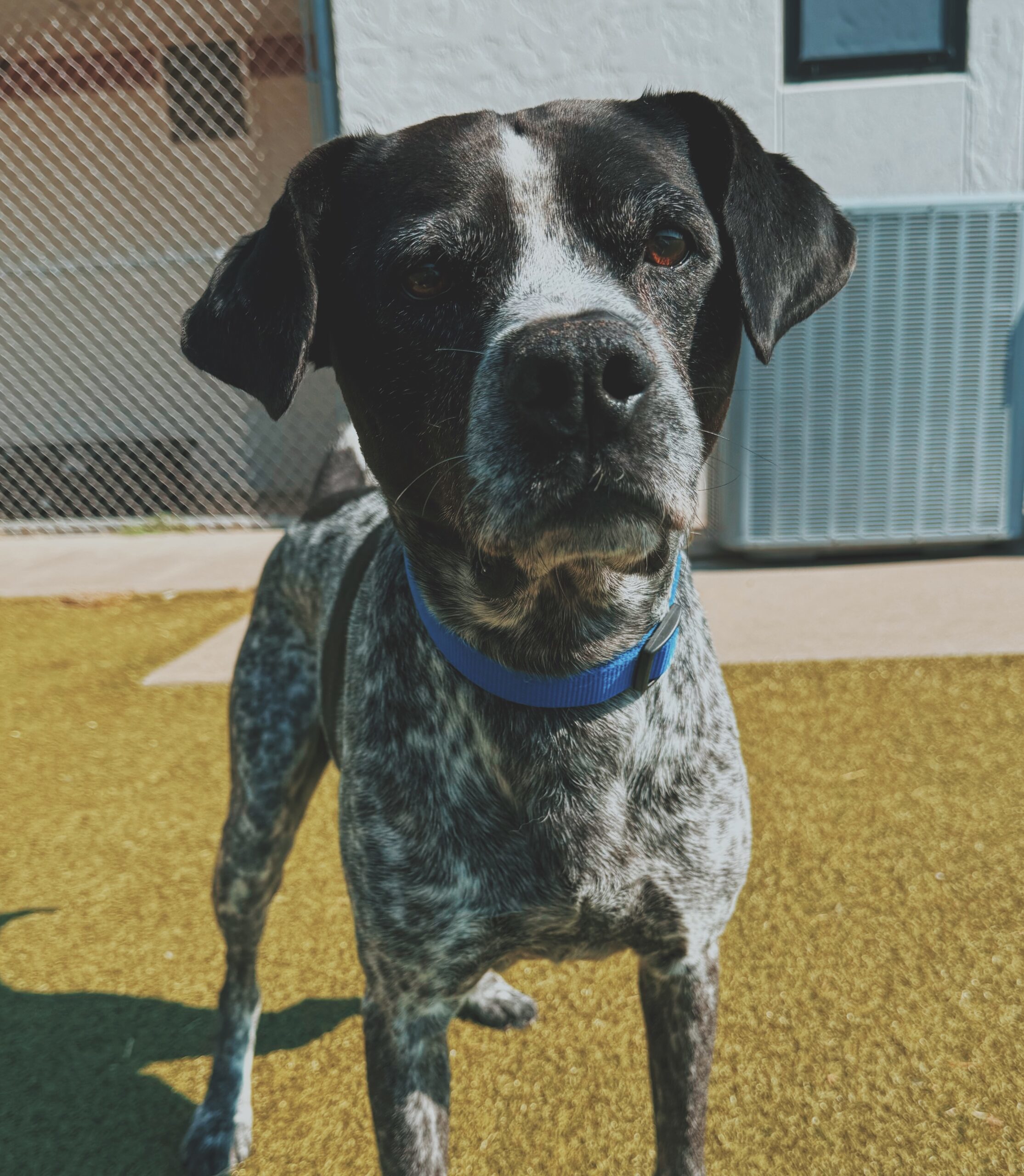Ford, an adoptable German Shorthaired Pointer, Mixed Breed in Hays, KS, 67601 | Photo Image 1