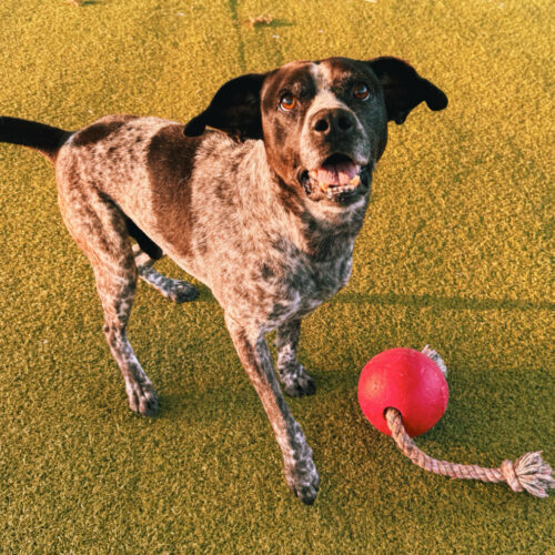 Ford, an adoptable German Shorthaired Pointer, Mixed Breed in Hays, KS, 67601 | Photo Image 2