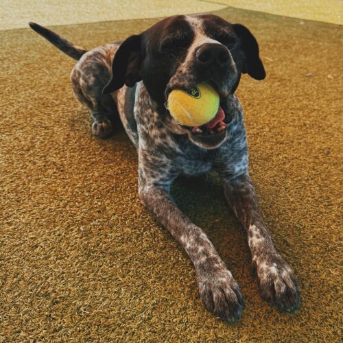 Ford, an adoptable German Shorthaired Pointer, Mixed Breed in Hays, KS, 67601 | Photo Image 2