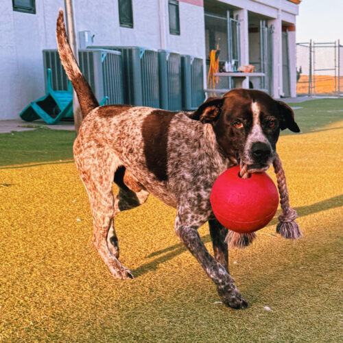 Ford, an adoptable German Shorthaired Pointer, Mixed Breed in Hays, KS, 67601 | Photo Image 3