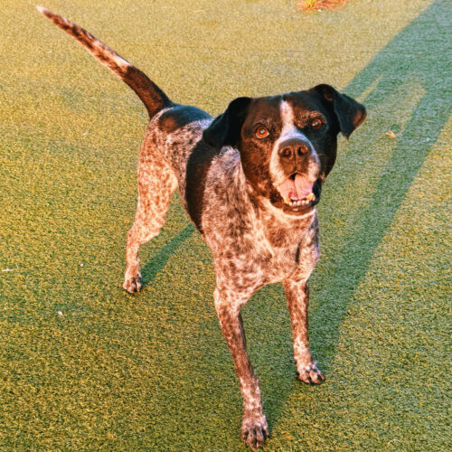 Ford, an adoptable German Shorthaired Pointer, Mixed Breed in Hays, KS, 67601 | Photo Image 4