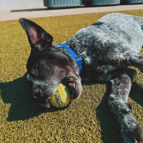 Ford, an adoptable German Shorthaired Pointer, Mixed Breed in Hays, KS, 67601 | Photo Image 4
