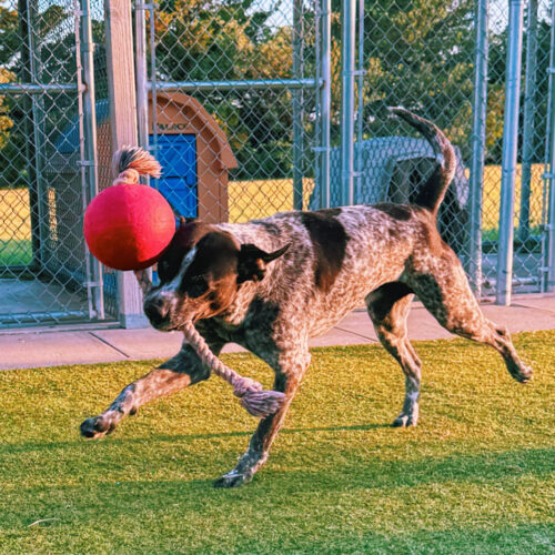 Ford, an adoptable German Shorthaired Pointer, Mixed Breed in Hays, KS, 67601 | Photo Image 5