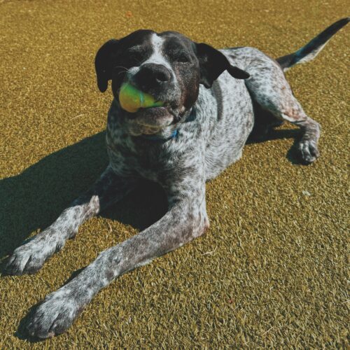 Ford, an adoptable German Shorthaired Pointer, Mixed Breed in Hays, KS, 67601 | Photo Image 5