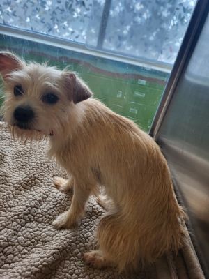 Primary Color White Weight 8lbs Age 3yrs 0mths 0wks