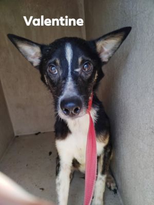 Valentine HOARD, Adult Male Mixed Breed