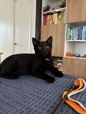 Bean Domestic Short Hair Cat