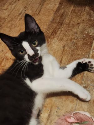 Scooter Starks, Baby Male Domestic Short Hair