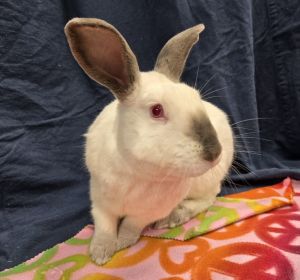 Blitzen, Adult Male Californian