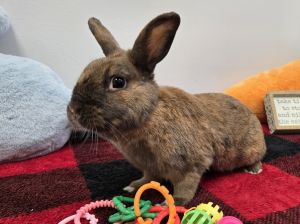 Lola, Adult Female Bunny Rabbit