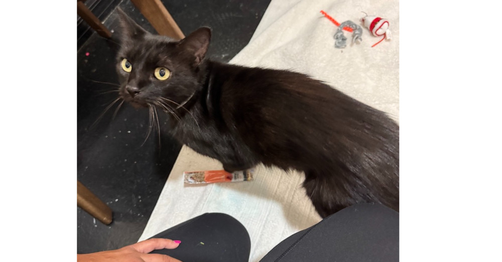 Walter, an adoptable Munchkin in Seminole, FL, 33772 | Photo Image 1