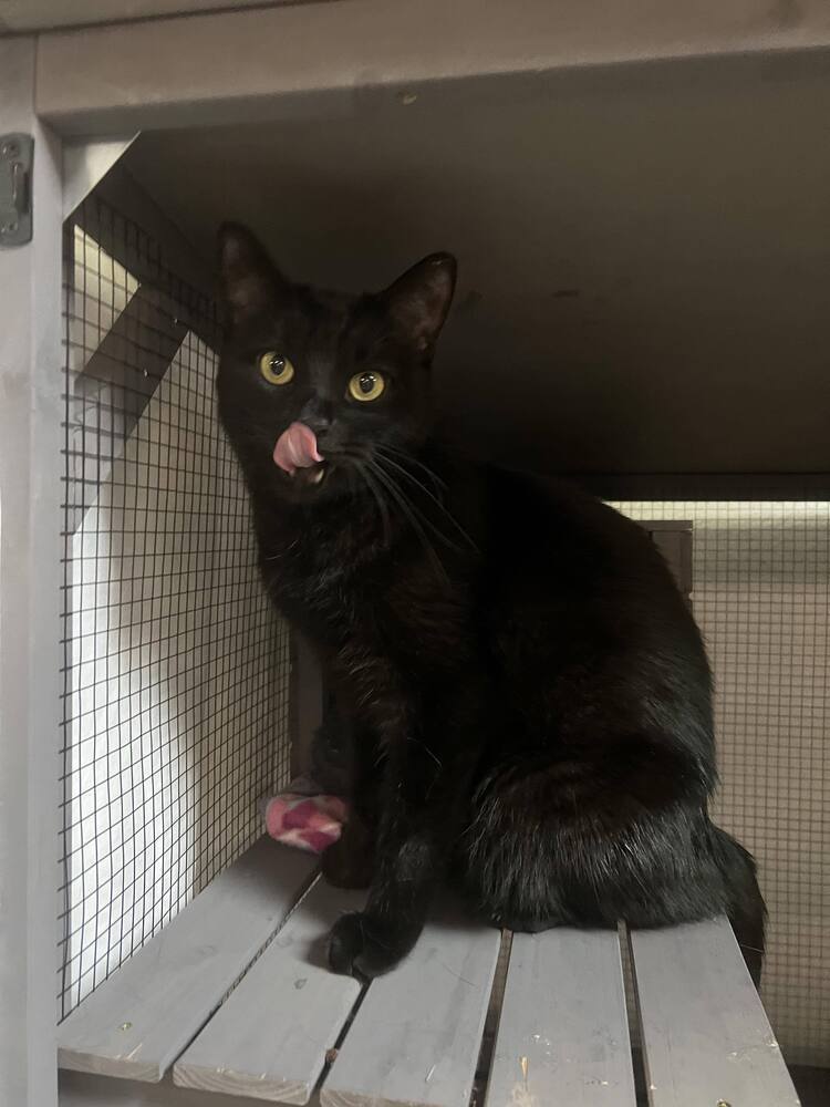 Walter, an adoptable Munchkin in Seminole, FL, 33772 | Photo Image 3