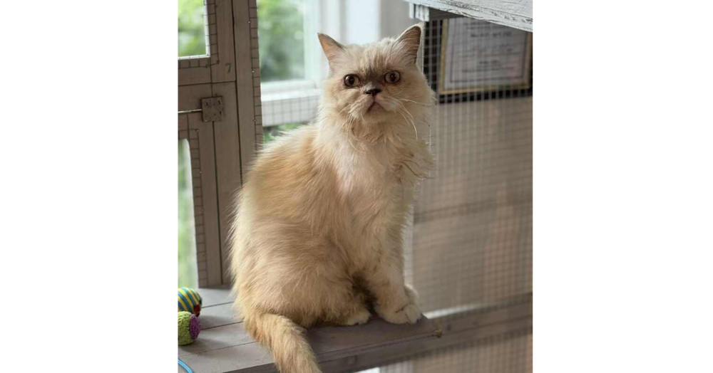 Priscilla, an adoptable Persian, Munchkin in Seminole, FL, 33772 | Photo Image 1