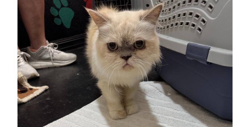 Priscilla, an adoptable Persian, Munchkin in Seminole, FL, 33772 | Photo Image 2